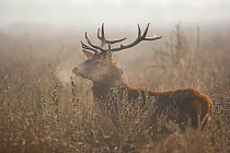 Red deer (Cervus elaphus) stag amongst winter vegetation breathing steam from his nostrils, Salburua Park, Alava, Spain, November