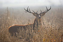 Red deer (Cervus elaphus) stag amongst winter vegetation, Salburua Park, Alava, Spain, November