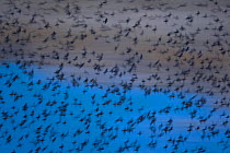 Flock of Common starling (Sturnus vulgaris) in flight over water, Salburua Park, Alava, Spain, November