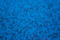 Flock of Common starling (Sturnus vulgaris) in flight, Salburua Park, Alava, Spain, November