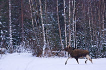 Moose (Alces alces) walking through thick snow beside woodland, Lappland, Finland, February 2007