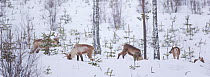 Herd of wild Reindeer (Rangifer tarandus) grazing in thick snow among young spruce trees in Taiga woodland, Lappland, Finland, March 2007