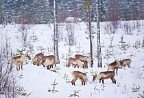 Herd of wild Reindeer (Rangifer tarandus) grazing in snow among young spruce trees in Taiga woodland, Lappland, Finland, March 2007