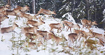 Herd of wild Reindeer (Rangifer tarandus) running past young spruce trees in Taiga woodland, Lappland, Finland, March 2007