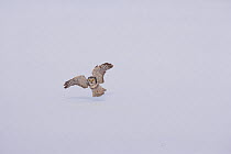 Hawk owl (Surnia ulula) flying over snow, about to land, Lappland, Finland