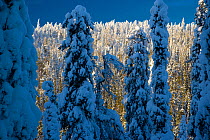Coniferous trees laden with snow in Taiga woodland, Lappland, Finland, March 2007