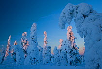 Coniferous trees laden with snow in Taiga woodland, Lappland, Finland, March 2007