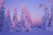 Coniferous trees laden with snow in Taiga woodland with moon in background, Lappland, Finland, March 2007