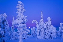 Coniferous trees laden with snow in Taiga woodland with moon in background, Lappland, Finland, March 2007