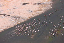 Aerial view of flock of Lesser Flamingos (Phoeniconaias minor) at Lake Magadi, Rift Valley, Kenya, Africa, August 2009
