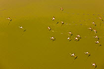 Aerial view of flock of Lesser Flamingos (Phoeniconaias minor) flying low over Lake Magadi, Rift Valley, Kenya, Africa, August 2009