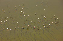 Aerial view of flock of Lesser Flamingos (Phoeniconaias minor) wading in Lake Magadi, with sediment trails, Rift Valley, Kenya, Africa, August 2009