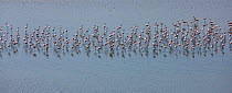 Panoramic view of flock of Lesser Flamingos (Phoeniconaias minor) wading in Lake Magadi, with reflections, Rift Valley, Kenya, Africa, August 2009