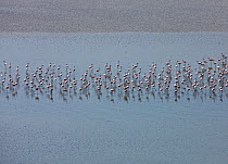 Flock of Lesser Flamingos (Phoeniconaias minor) wading in Lake Magadi, with reflections, Rift Valley, Kenya, Africa, August 2009