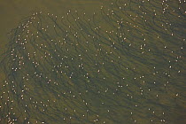 Aerial view of a flock of Lesser Flamingos (Phoeniconaias minor) wading in Lake Natron, with sediment trails, Rift Valley, Tanzania, Africa, August 2009