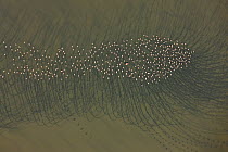 Aerial view of a flock of Lesser Flamingos (Phoeniconaias minor) wading in Lake Natron, with sediment trails, Rift Valley, Tanzania, Africa, August 2009