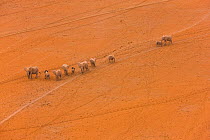 Aerial view of African elephants (Loxodonta africana) mother and calf walking through desert landscape, Amboseli National Park, Kenya, Africa, August 2009
