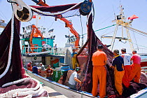 Fishermen unloading catch from commerical fishing boat, Puerto de Barbate, Cadiz, Andalucía, Spain, July 2008