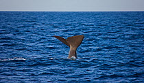 Long finned pilot whale (Globicephala melas / melaena) diving, off Cadiz, Parque Natural del Estrecho, Andalucia, Spain, July