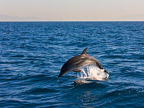 Striped dolphin (Stenella coeruleoalba) breaching, off Costa de la Luz, Cadiz, Parque Natural del Estrecho, Andalucia, Spain, July