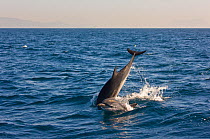Striped dolphin (Stenella coeruleoalba) breaching, off Costa de la Luz, Cadiz, Parque Natural del Estrecho, Andalucia, Spain, July