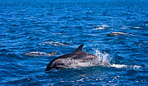 Pod of Striped dolphin (Stenella coeruleoalba) off Costa de la Luz, Cadiz, Parque Natural del Estrecho, Andalucia, Spain, July