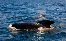 Long finned pilot whale (Globicephala melas) off Costa de la Luz, Cadiz, Parque Natural del Estrecho, Andalucia, Spain, July