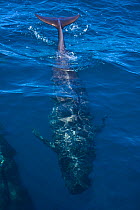 Long finned pilot whale (Globicephala melas) diving underwater, off Costa de la Luz, Cadiz, Parque Natural del Estrecho, Andalucia, Spain, July