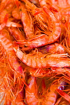 Catch of prawns, Menorca, Balearic Islands, Spain, Mediterranean, July 2005