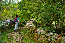 Hiker walking along track through woodland, Vega de Pas, Cordillera cantabrica, Cantabria, Northern Spain, October 2006
