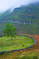 Stone wall dividing field from open rough land,  Vega de Pas, Cordillera cantabrica, Cantabria, Northern Spain, October 2006