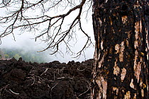 Tree burnt by eruption of Mount Etna, Taormina, Italy, October 2007