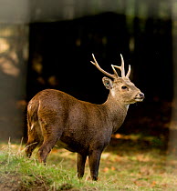 Kuhl's / Bawean hog  deer (Axis kuhlii) native to Bawean Island, Indonesia. Captive. Edinburgh Zoo, Critically Endangered