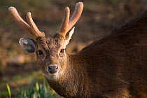 Kuhl's / Bawean hog  deer (Axis kuhlii) native to Bawean Island, Indonesia. Captive. Edinburgh Zoo, Critically Endangered