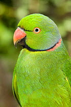 Mauritius / Mascarene / Echo parakeet (Psittacula eques) Threatened / endangered species, Mauritian Wildlife Foundation breeding centre, Mauritius, captive