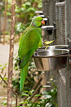 Mauritius / Mascarene / Echo parakeet (Psittacula eques) feeding in cage at feeding bowls, Threatened / endangered species, Mauritian Wildlife Foundation breeding centre, Mauritius, captive