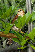 Mauritius kestrel (Falco punctatus) in cage, threatened  / endangered species, once the rarest bird in the world, Mauritian Wildlife Foundation breeding centre, Mauritius, Indian Ocean, captive