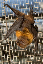 Rodrigues fruit bat / flying fox (Pteropus rodricensis) hanging upside-down in cage, Critically endangered, Mauritian Wildlife Foundation breeding centre, Mauritius, Indian Ocean, captive