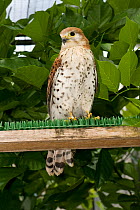 Mauritius kestrel (Falco punctatus) perched in cage, threatened  / endangered species, once the rarest bird in the world, Mauritian Wildlife Foundation breeding centre, Mauritius, Indian Ocean, captiv...