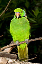 Mauritius / Mascarene / Echo parakeet (Psittacula eques) Threatened / endangered species, Mauritian Wildlife Foundation breeding centre, Mauritius, captive