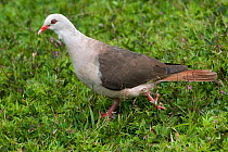 Pink pigeon (Nesoenas / Columba mayeri) threatened / endangered species, Black River Gorges, Mauritius, Indian Ocean, wild
