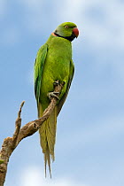 Mauritius / Mascarene / Echo parakeet (Psittacula eques) threatened / endangered species, Black River Gorges, Mauritius, Indian Ocean, wild