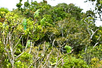Mauritius / Mascarene / Echo parakeets (Psittacula eques) in habitat, threatened / endangered species, Black River Gorges, Mauritius, Indian Ocean, wild