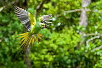 Mauritius / Mascarene / Echo parakeet (Psittacula eques) flying, threatened / endangered species, Black River Gorges, Mauritius, Indian Ocean, wild