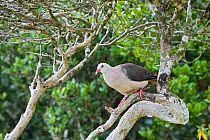 Pink pigeon (Columba / Nesoenas mayeri) threatened / endangered species, Black River Gorges, Mauritius, Indian Ocean, wild