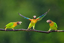 Three Brown-hooded Parrots (Pyrilia haematotis) one taking off from branch, in the rain Laguna del Lagarto, Santa Rita, Costa Rica