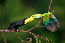 Keel-billed Toucan (Ramphastos sulfuratus) attacking a Brown-hooded Parrot (Pionopsitta haematotis) Laguna del Lagarto, Santa Rita, Costa Rica