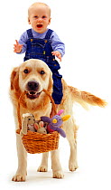 Golden Retriever, Jez, carrying toys in a basket, with a baby girl aged 6 months riding on his back. Model released