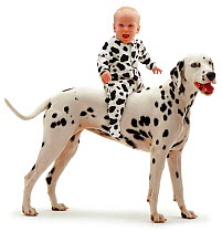 Baby girl aged 6 months old, wearing a spotty outfit, and riding a Dalmatian. Model released