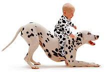 Baby girl aged 6 months old, wearing a spotty outfit, and riding a Dalmatian in play-bow posture Model released